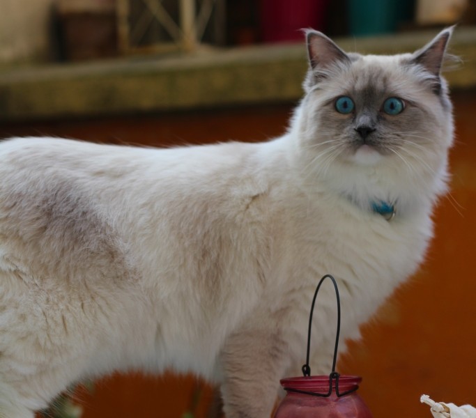 quel est animal mascotte de jamais sans maurice