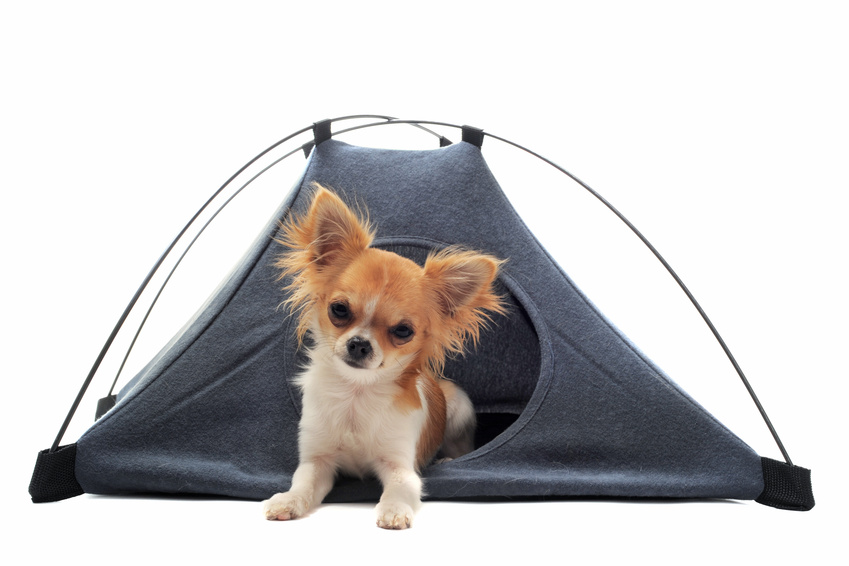 Où et comment partir en camping avec son animal de