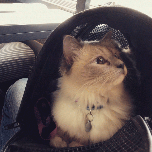 voyager-train-avec-chat
