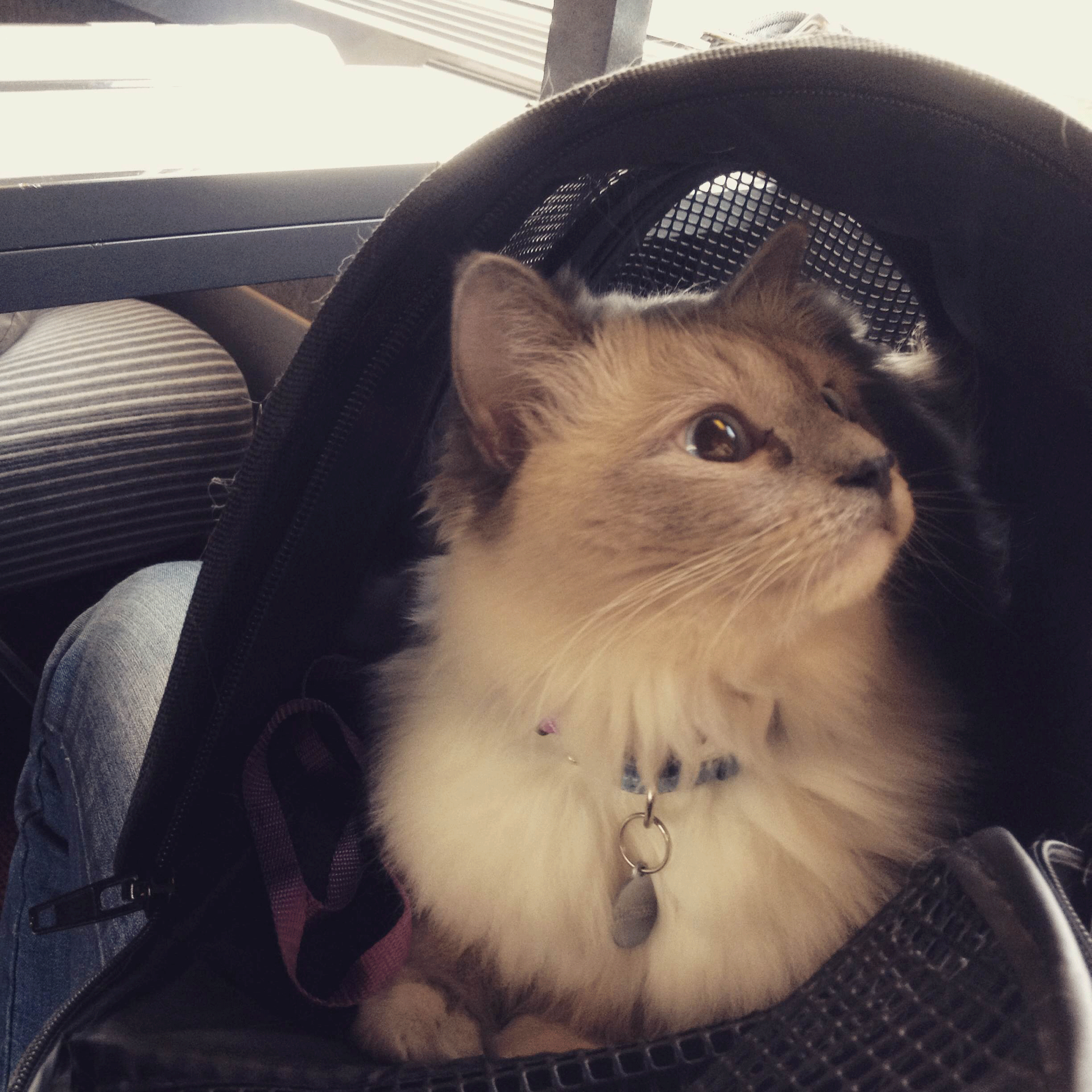 Voyager en voiture avec son chat