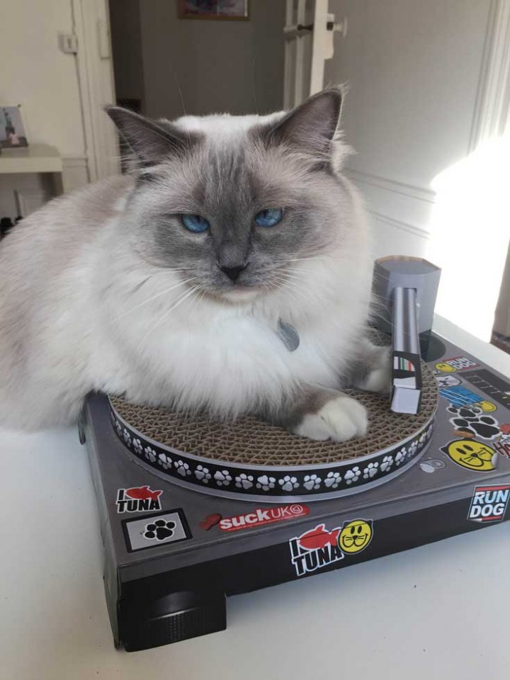 Griffoir Pour Chat | Jouet Qui Raye Les Chatons Avec De L'herbe à Chat | Tapis De Chat Portable Pour Animaux De Compagnie, Tapis De Gratter L'organe Magique Pour Jildouf