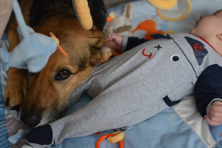 Comment bien préparer son chien à l'arrivée d'un bébé