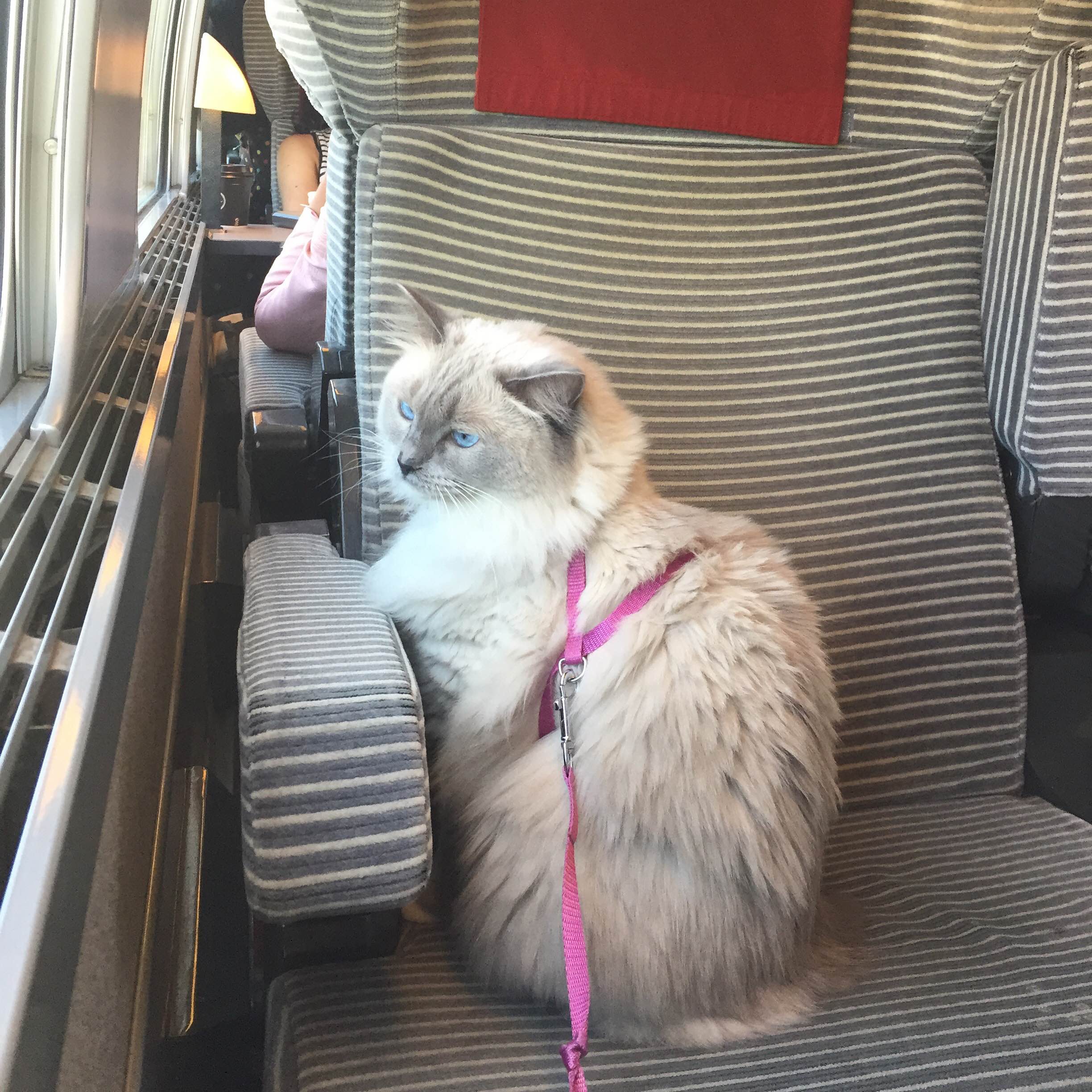 sncf voyager avec un chat