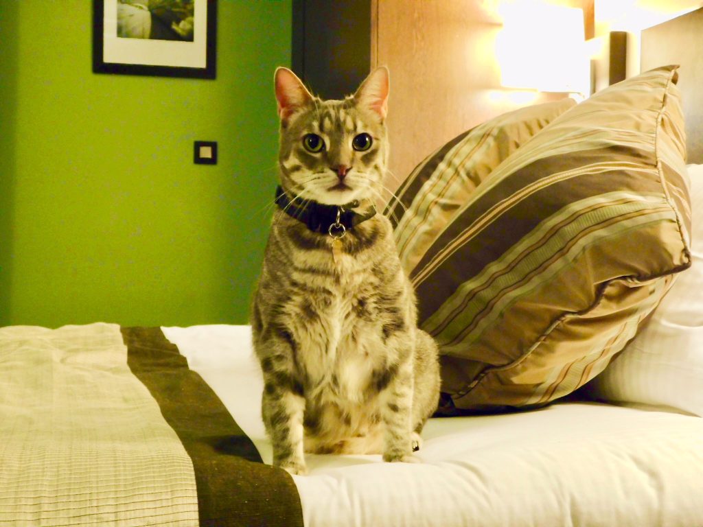 hotel spa occitanie chien animaux vichy thermalia chat