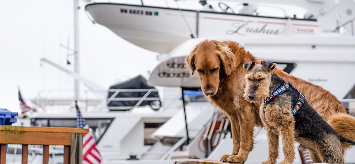 voyage en bateau avec son chien