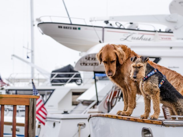voyage en bateau avec son chien