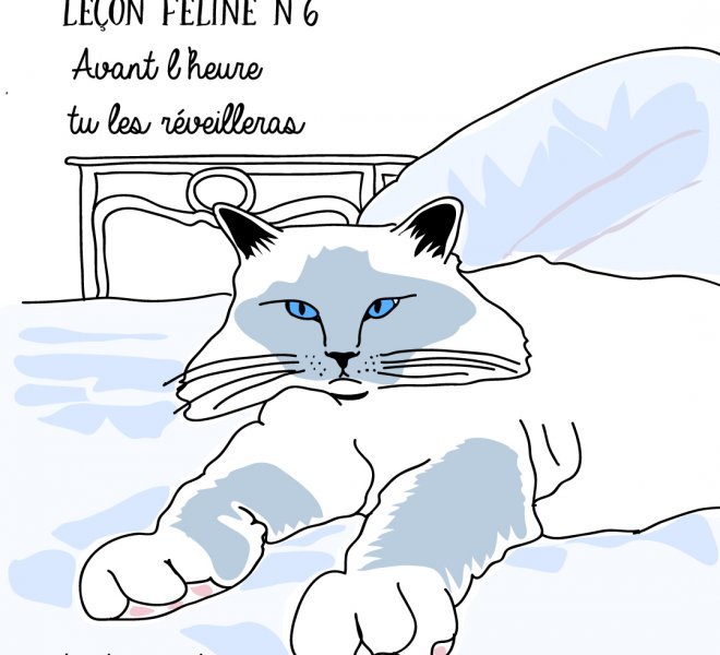 lecon féline 6 jamais sans maurice illustration chat graphiste graphisme