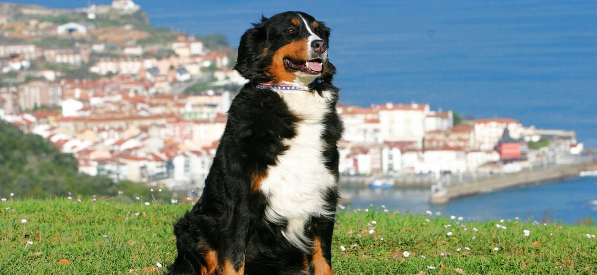 partir en vacances en Espagne avec un chien