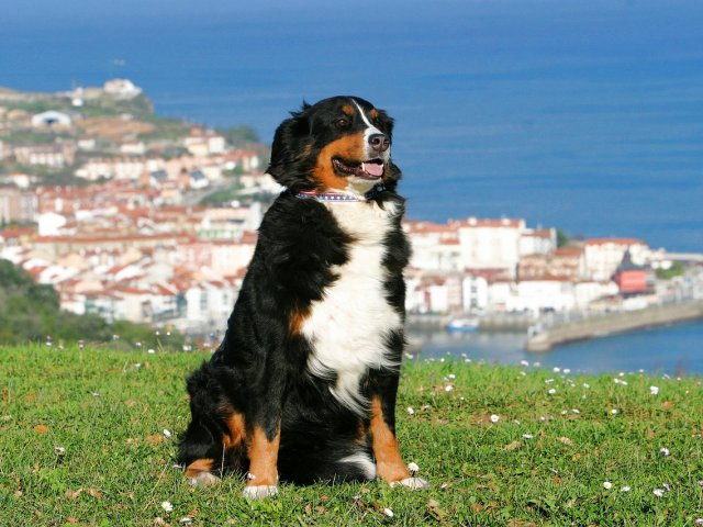 partir en vacances en Espagne avec un chien