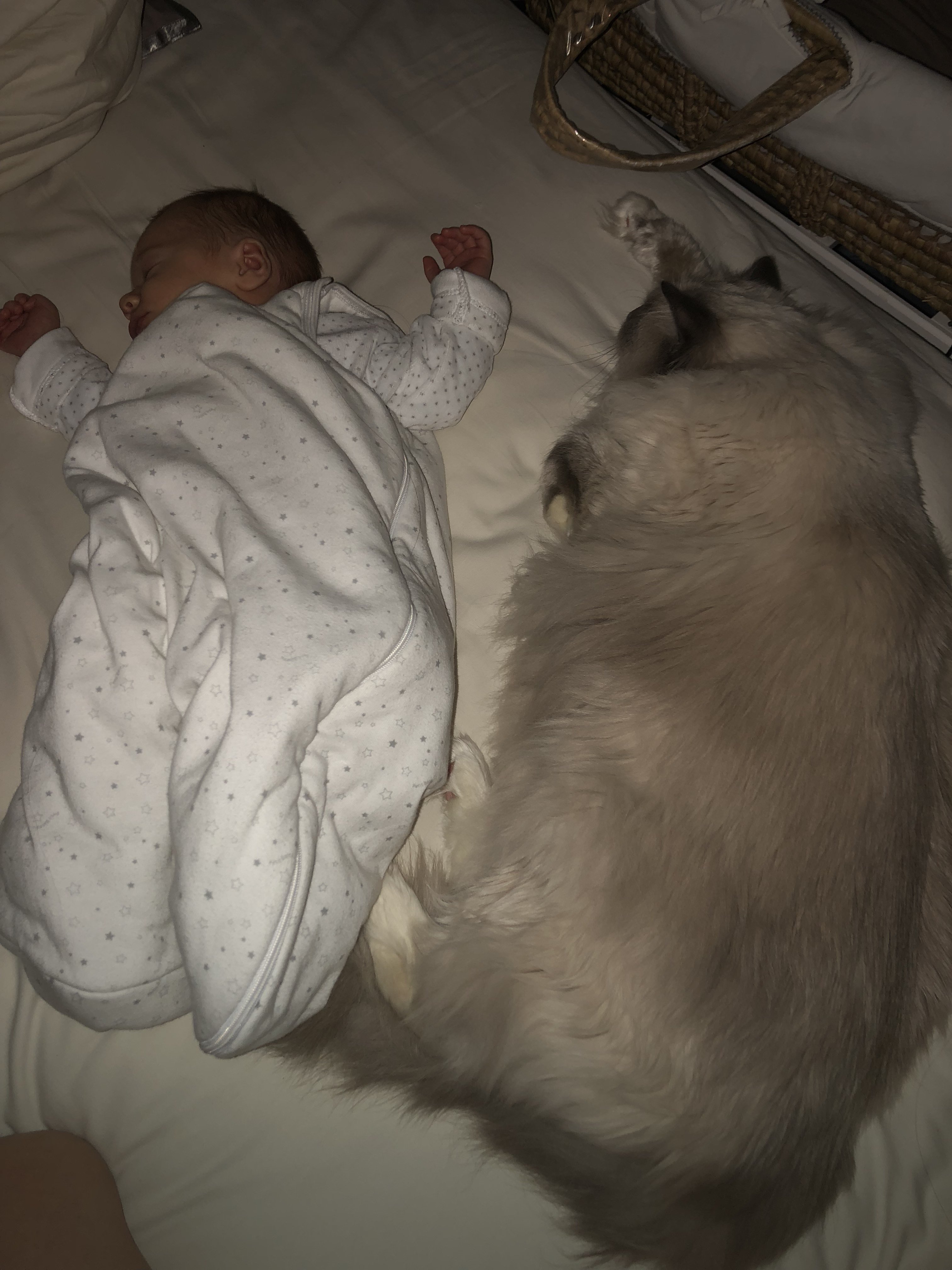 bébé avec un chat