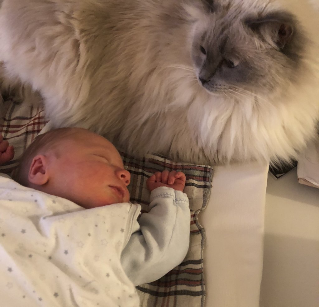 bébé avec un chat