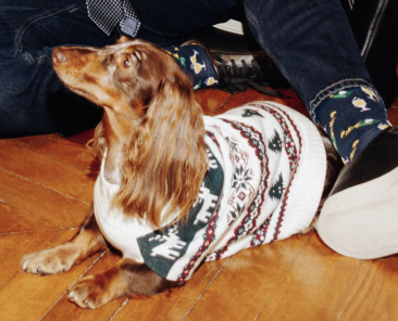 pull pour chien noel jules duo pull noel pour homme