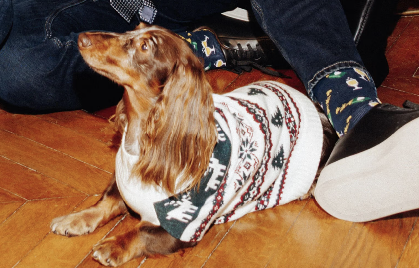 pull pour chien noel jules duo pull noel pour homme